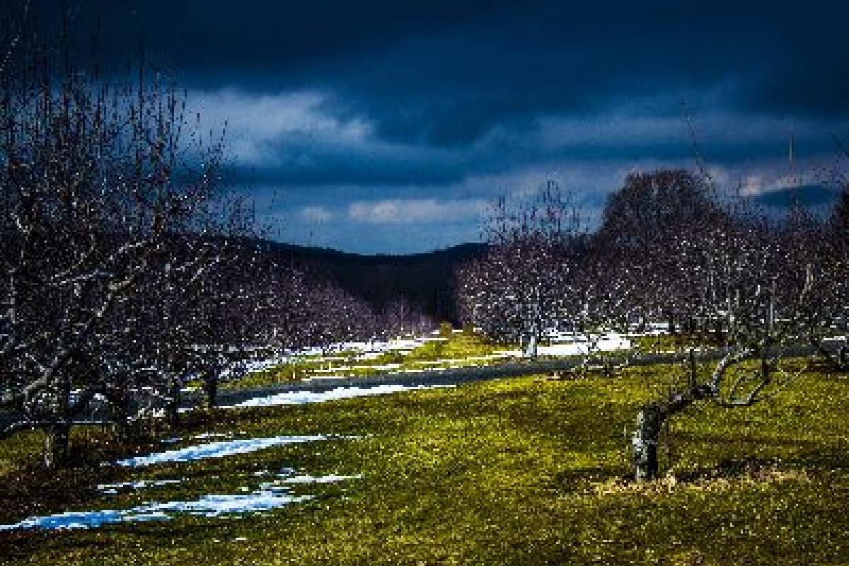 Scott's Orchard by Russell Jacobson